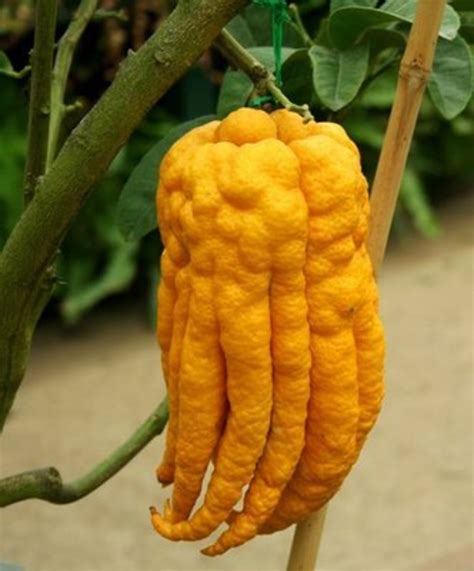 the weirdest fruit